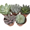 Desert Rose Succulent Plants - Echeveria Mix - 2" Pots - Assorted Colors