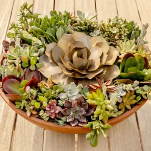 Desert Rose Succulent Plants - Echeveria Mix - 2" Pots - Assorted Colors