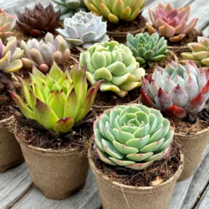 Desert Rose Succulent Plants - Echeveria Mix - 2