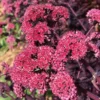 Diamond Stonecrop Sedum Perennial - 3" Pot - Rosy Pink Flowers - Hardy Plant