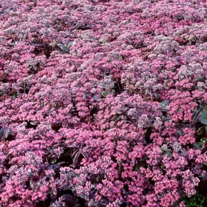 Diamond Stonecrop Sedum Perennial - 3