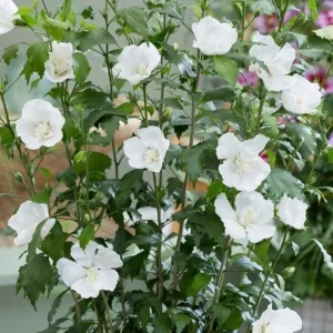 Diana Althea White Rose of Sharon Bush - 2 Bare Root Plants 9-15 inch