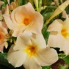 Dipladenia Madinia Apricot Plant - Creamy Yellow Live Plant