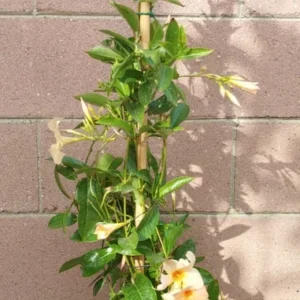 Dipladenia Madinia Apricot Plant - Creamy Yellow Live Plant