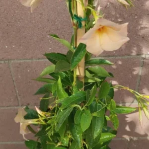 Dipladenia Madinia Apricot Plant - Creamy Yellow Live Plant