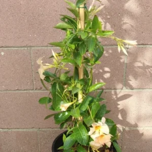Dipladenia Madinia Apricot Plant - Creamy Yellow Live Plant