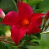 Dipladenia Madinia Red Live Plant Vine - Tropical Outdoor Beauty
