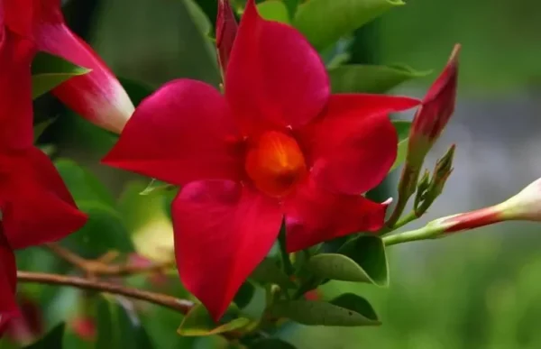 Dipladenia Madinia Red Live Plant Vine - Tropical Outdoor Beauty