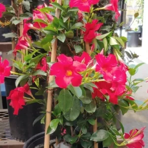 Dipladenia Madinia Red Live Plant Vine - Tropical Outdoor Beauty