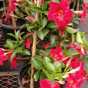 Dipladenia Madinia Red Live Plant Vine - Tropical Outdoor Beauty