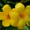 Dipladenia Madinia Sunbeam Yellow Live Plant - 3 to 4 ft Height - 5 Gallon Pot
