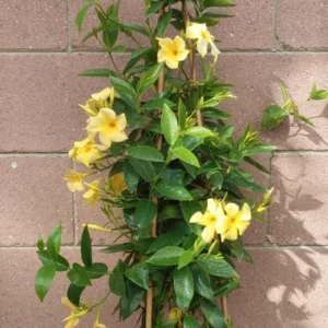 Dipladenia Madinia Sunbeam Yellow Live Plant - 3 to 4 ft Height - 5 Gallon Pot