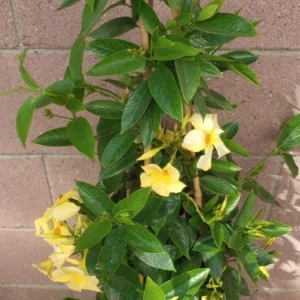 Dipladenia Madinia Sunbeam Yellow Live Plant - 3 to 4 ft Height - 5 Gallon Pot
