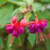 Dollar Princess Fuchsia Plant Live Hummingbird Attracting Flowering Plant Mother's Day Gift