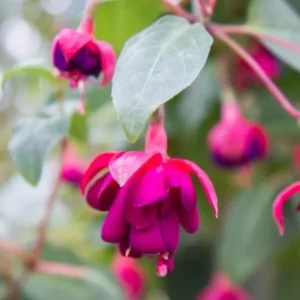 Dollar Princess Fuchsia Plant Live Hummingbird Attracting Flowering Plant Mother's Day Gift