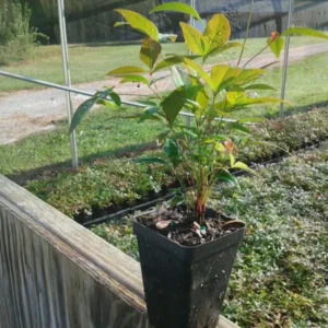 Domestic Nandina Plant - Heavenly Bamboo Plant 6-12 Inch Tall 2.5