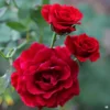 Don Juan Climbing Rose Live Starter Plant - Red Flowering Vine - Fragrant Re-bloomer