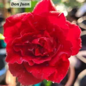 Don Juan Climbing Rose Live Starter Plant - Red Flowering Vine - Fragrant Re-bloomer