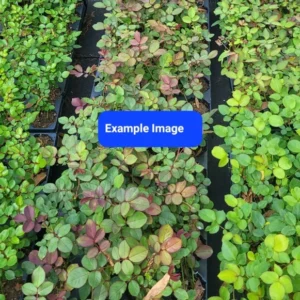 Don Juan Climbing Rose Live Starter Plant - Red Flowering Vine - Fragrant Re-bloomer