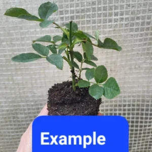 Don Juan Climbing Rose Live Starter Plant - Red Flowering Vine - Fragrant Re-bloomer