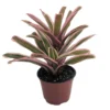 Donger Vase Plant - 4" Neoregelia Bromeliad - Great Houseplant
