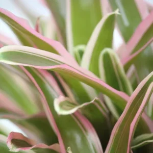 Donger Vase Plant - 4" Neoregelia Bromeliad - Great Houseplant