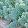 Donkey Tail Spurge Perennial Euphorbia myrsinites 4" Pot Groundcover Plant