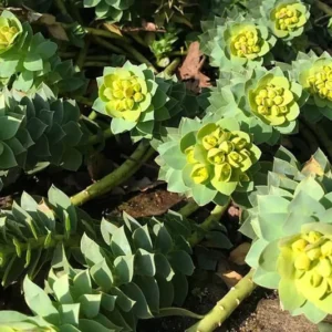 Donkey Tail Spurge Perennial Euphorbia myrsinites 4