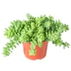 Donkey Tail Succulent Sedum Morganianum - 4 inch Pot - Blue Green Hanging Plant