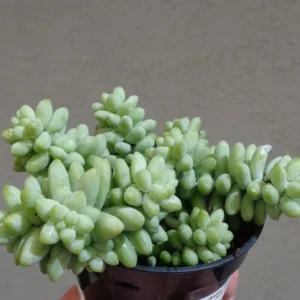 Donkey Tail Succulent Sedum Morganianum - 4 inch Pot - Blue Green Hanging Plant