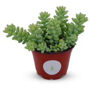 Donkey Tail Succulent Sedum Morganianum - 4 inch Pot - Blue Green Hanging Plant