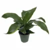 Dorado Dragon Tree Pleomele Dracaena - 4 Inch Potted Houseplant
