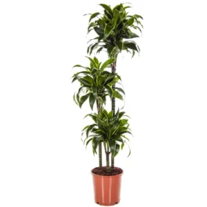 Dorado Dragon Tree Pleomele Dracaena - 4 Inch Potted Houseplant