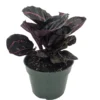 Dottie Rose Painted Prayer Plant - Calathea roseopicta 'Dottie' - 4 Inch Pot - Easy Care
