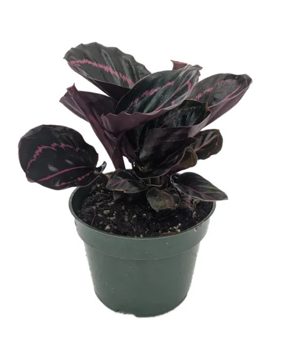 Dottie Rose Painted Prayer Plant - Calathea roseopicta 'Dottie' - 4 Inch Pot - Easy Care