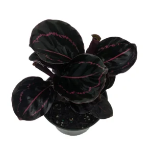 Dottie Rose Painted Prayer Plant - Calathea roseopicta 'Dottie' - 4 Inch Pot - Easy Care