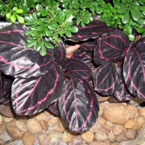 Dottie Rose Painted Prayer Plant - Calathea roseopicta 'Dottie' - 4 Inch Pot - Easy Care