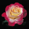Double Delight Hybrid Tea Rose Live Plant - Cream and Strawberry - Fragrant Tea Rose