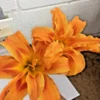 Double Orange Bloom Daylily - 10 Fans Root Systems - Orange Flowers - Summer Blooms