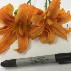 Double Orange Bloom Daylily - 10 Fans Root Systems - Orange Flowers - Summer Blooms