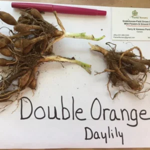 Double Orange Bloom Daylily - 10 Fans Root Systems - Orange Flowers - Summer Blooms