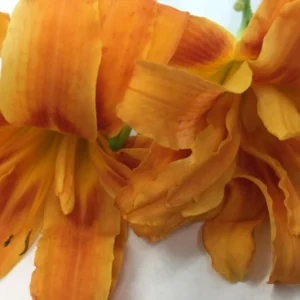 Double Orange Bloom Daylily - 10 Fans Root Systems - Orange Flowers - Summer Blooms