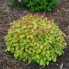 Double Play Candy Corn Spirea Shrub - 1 Gallon Potted Plant