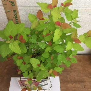 Double Play Candy Corn Spirea Shrub - 1 Gallon Potted Plant