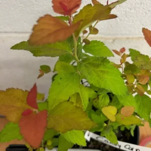 Double Play Candy Corn Spirea Shrub - 1 Gallon Potted Plant