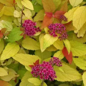 Double Play Candy Corn Spirea Shrub - 1 Gallon Potted Plant