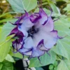 Double Purple Datura Angel Trumpet Seeds - 50+ Devil's Trumpet Flower Seeds