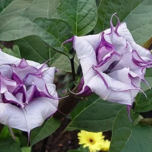 Double Purple Datura Angel Trumpet Seeds - 50+ Devil's Trumpet Flower Seeds