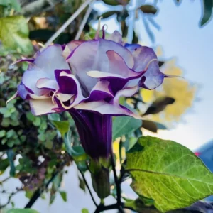 Double Purple Datura Angel Trumpet Seeds - 50+ Devil's Trumpet Flower Seeds