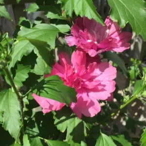 Double Red Rose of Sharon Althea Hibiscus Bush Cuttings 12-24 inch 2-Pack